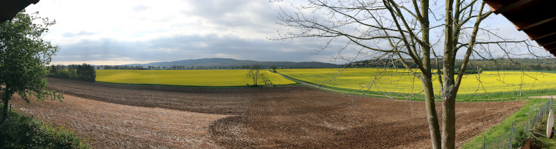 Blick von der Mühle auf die Rapsfelder